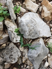 Passiflora tenuiloba