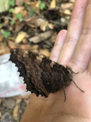 Nymphalis polychloros