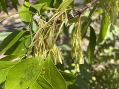 Fraxinus velutina