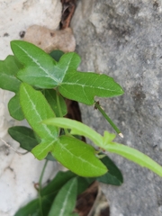 Passiflora tenuiloba
