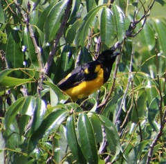 Icterus wagleri