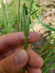 Eragrostis trichodes