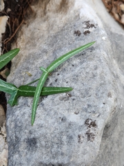 Passiflora tenuiloba