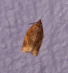 Clepsis metalleta