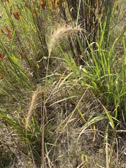 Elymus canadensis