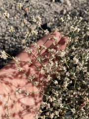Eriogonum baileyi