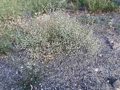 Eriogonum baileyi
