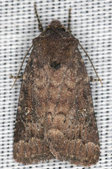 Pseudorthodes