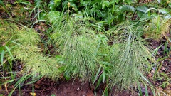 Equisetum sylvaticum