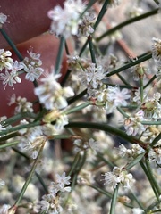 Eriogonum baileyi