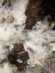 Basidioradulum radula