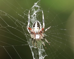 Neoscona domiciliorum