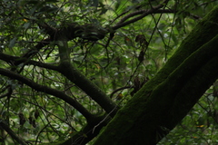 Oreothlypis superciliosa