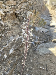 Drimia numidica
