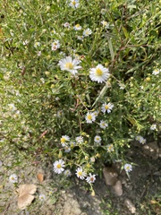 Symphyotrichum ontarionis