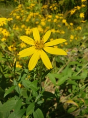 Silphium asteriscus