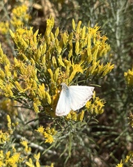 Heliopetes ericetorum