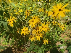 Silphium asteriscus
