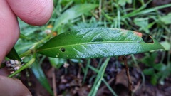 Persicaria hydropiperoides