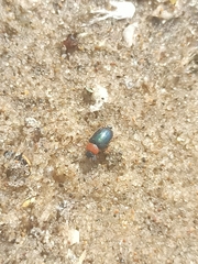 Gastrophysa polygoni