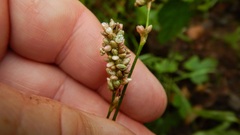 Persicaria hydropiperoides