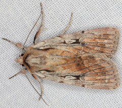 Setagrotis pallidicollis