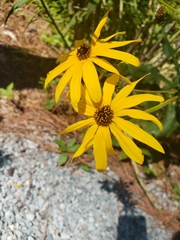 Silphium asteriscus