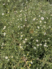 Symphyotrichum ontarionis