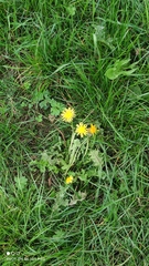 Cichorieae