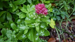 Hylotelephium telephium