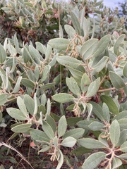 Arctostaphylos columbiana