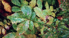 Agrimonia striata