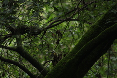 Oreothlypis superciliosa