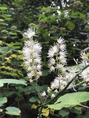 Actaea racemosa
