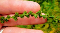 Agrimonia striata