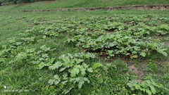 Heracleum sosnowskyi