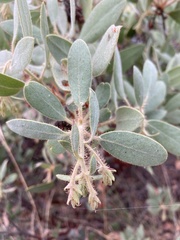 Arctostaphylos columbiana