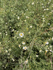 Symphyotrichum ontarionis