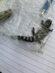 Ambystoma opacum