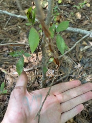 Ulmus alata