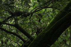 Oreothlypis superciliosa