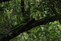 Junco phaeonotus