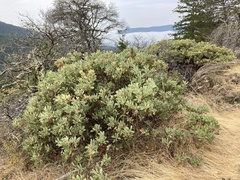 Arctostaphylos columbiana