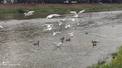 Chroicocephalus ridibundus