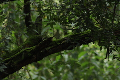 Junco phaeonotus
