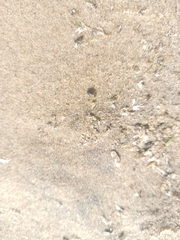 Gastrophysa polygoni
