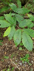Castanea dentata