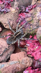 Tigrosa georgicola