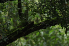 Junco phaeonotus