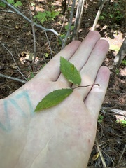 Ulmus alata